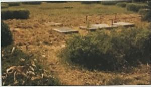 唐（táng）河縣畢店鎮養豬廠